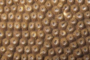 Hard coral macro detail while diving in Indonesia photo