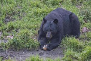 un oso negro mientras come foto