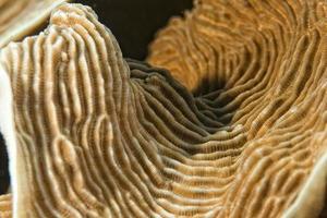 Hard coral macro detail while diving in Indonesia photo