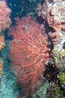 Underwater coral reef landscape photo