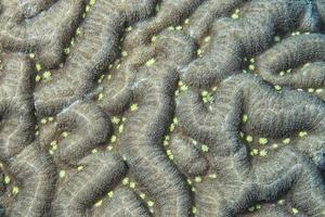 Hard coral macro detail while diving in Indonesia photo