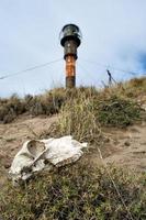 sheep skull and bones on the ground photo