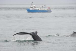 ballena jorobada en alaska foto