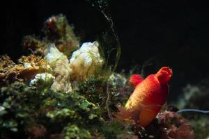Arrecife mediterráneo bajo el agua de cerca foto