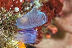 Hard coral macro detail while diving in Indonesia photo