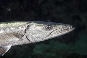 pez barracuda bajo el agua foto