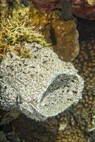 Hard coral macro detail while diving in Indonesia photo