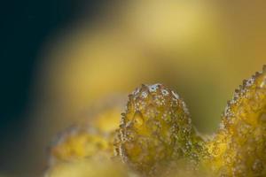 Hard coral macro detail while diving in Indonesia photo