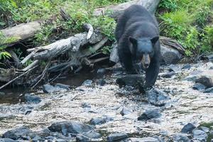 oso negro al cruzar el río foto