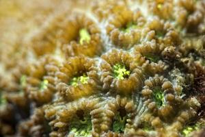 Hard coral macro detail while diving in Indonesia photo