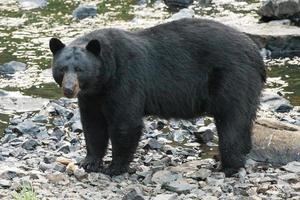 Black Bear while crossing the river photo