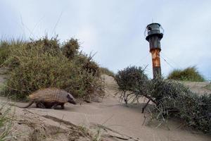 Sud America armadillo close up portrait photo