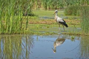 Stork portrait while reflecting on swamp water photo