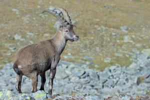 Isolated ibex deer long horn sheep Steinbock photo