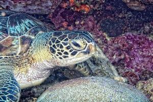 A sea Turtle portrait close up while looking at you photo