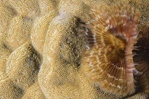 Hard coral macro detail while diving in Indonesia photo