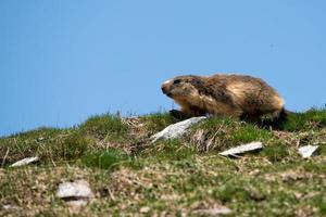 ground hog marmot portrait while looking at you photo