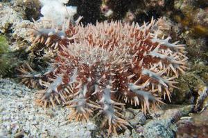 Sea star crown of thorns photo