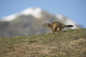 retrato de marmota mientras corre foto