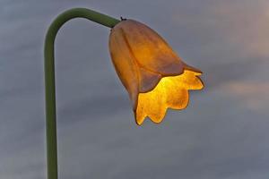 isolated flower lamp light photo