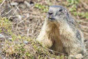 Marmot portrait while looking at you photo