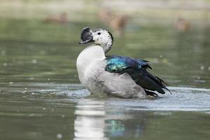 pato salvaje mientras chapotea en el agua foto