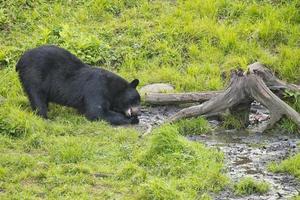 un oso negro mientras come una dona foto