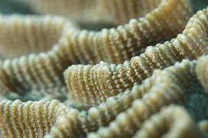 Hard coral macro detail while diving in Indonesia photo