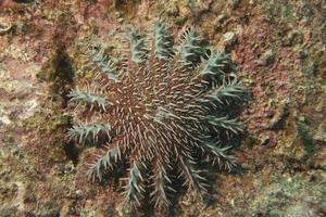 Sea star crown of thorns photo