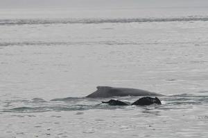 cola de ballena jorobada mientras baja en la bahía glaciar alaska foto