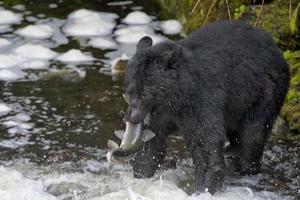 A black bear catching a salmon in Alaska river photo