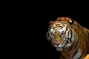 A tiger ready to attack looking at you photo