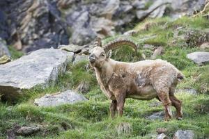 Ibex longhorn sheep deer photo