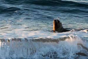 patagonia sea lion on the beach photo