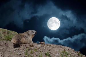 retrato de luna nocturna de retrato de marmota de cerdo molida mientras te mira foto