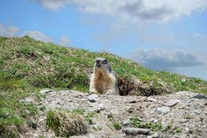 ground hog marmot portrait while looking at you photo