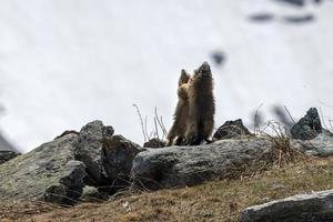 Marmot groundhog fighting in alpine landscape photo