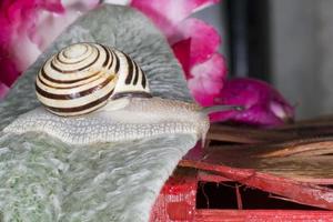 Antenna snail close up portrait photo