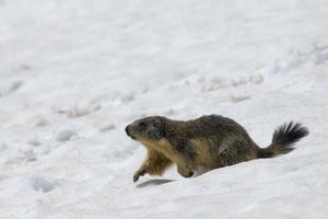 Isolated Marmot while running on the snow photo