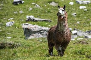 retrato de alpaca mientras te mira foto