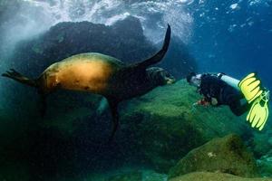 Male sea lion underwater looking at scuba diver photo