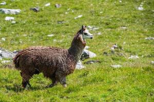 retrato de alpaca mientras te mira foto