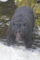 A black bear catching a salmon in Alaska river photo