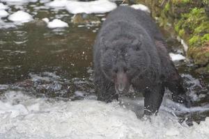 A black bear catching a salmon in Alaska river photo