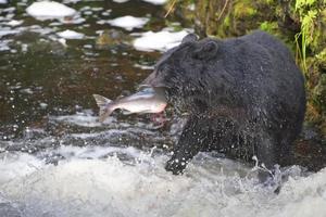 A black bear catching a salmon in Alaska river photo