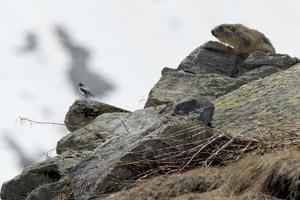 Marmot portrait while looking at you photo