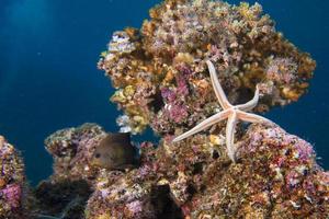 estrellas de mar en un arrecife colorido paisaje submarino foto