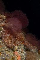 Gorgonia coral on the deep blue ocean photo