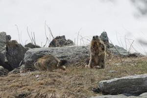 Two Marmot while fighting photo