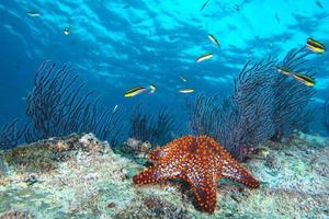 sea stars in a reef colorful underwater landscape photo